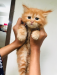 Traditional Persian Kitten
